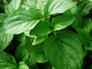 X Menthe Gingembre long (Copie) (Copie) (Copie) (Copie) (Copie) (Copie) (Copie)