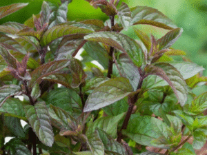 X Menthe Poivrée (Copie) (Copie) (Copie) (Copie) (Copie) (Copie)