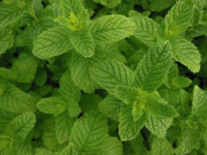 X Menthe Verte (Copie) (Copie) (Copie) (Copie) (Copie) (Copie)